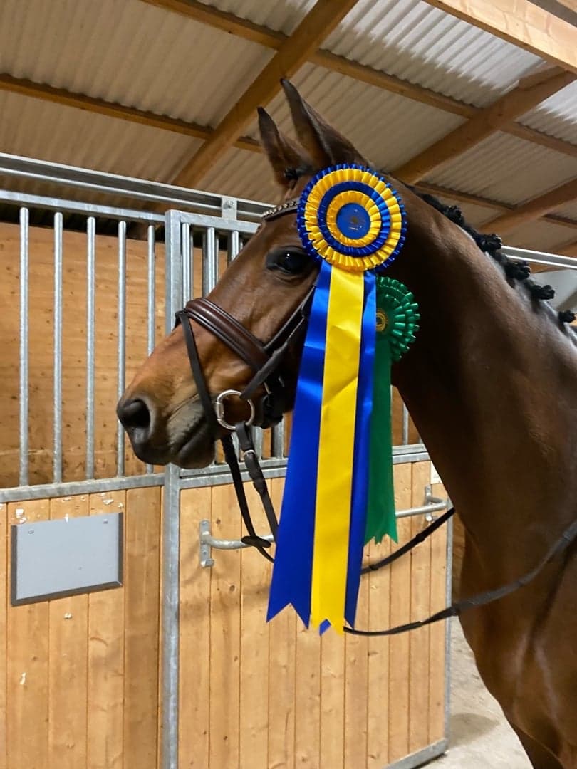 Bild 1 av Quiba (62) (SWB)