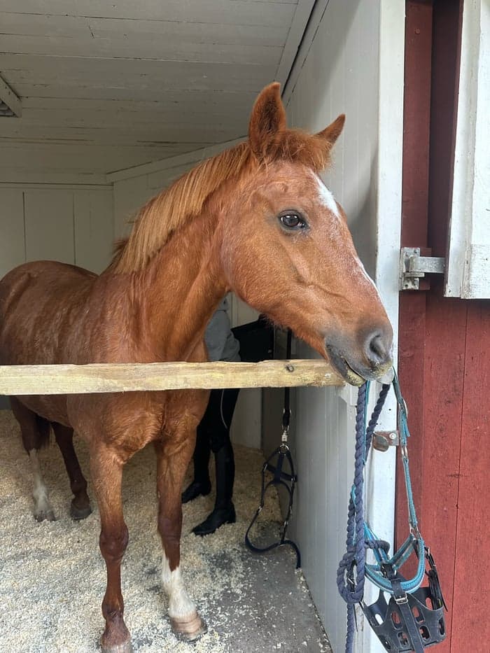 Media 6 av Genomsnäll hobbyhäst