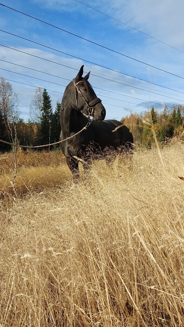 Media 1 av Dior Diorissima (F.2) (SWB)