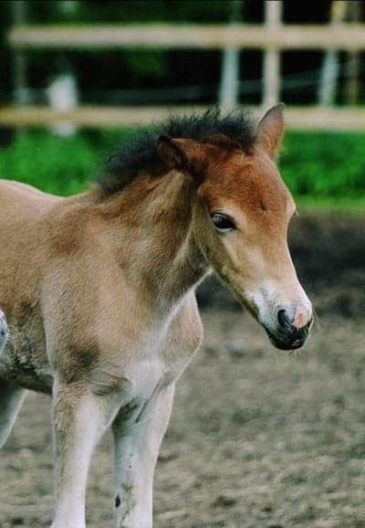 Inlägg 29 av Allround med titeln Föddes