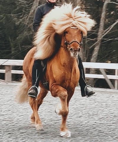 Inlägg 1 av Island med titeln Høst trening🍂🤍