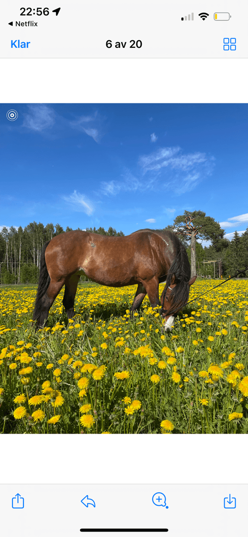 Media 1 of Skaffa ålj