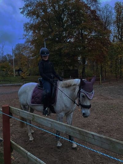 Inlägg 10 av Andalusier med titeln Princessa 