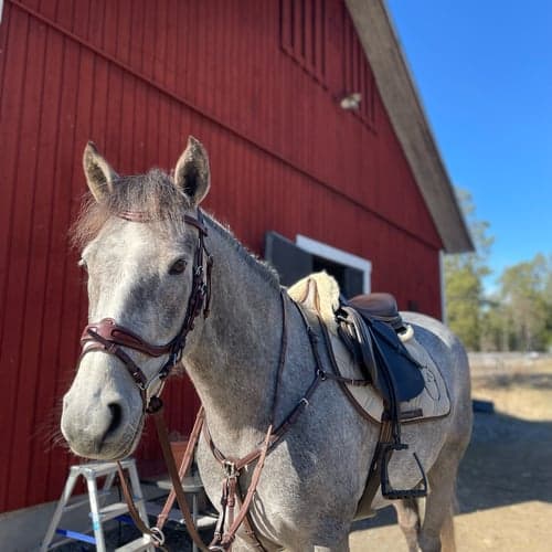 Profilbild av Alva Schack