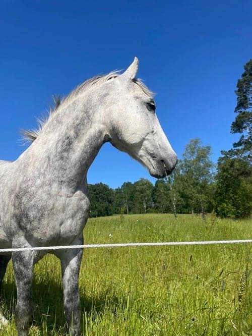 Bild av Maxad D-ponny