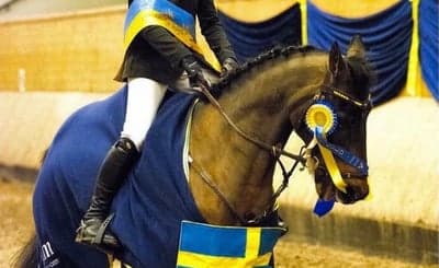 Inlägg 339 av Hoppning med titeln SM-Guld innomhus Helsingborg 🇸🇪🥇