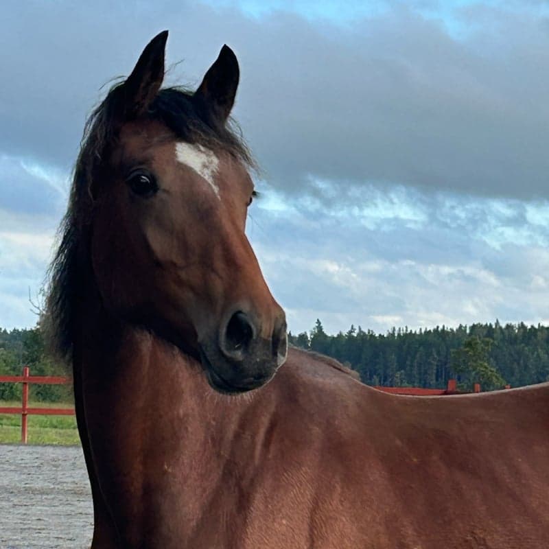 Bild 2 av Ådö's Dahlena
