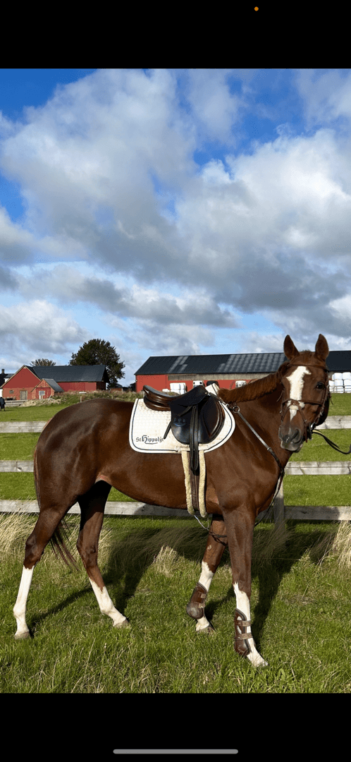 Bild 4 av Just Royal