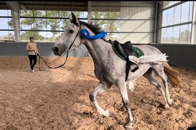 Inlägg 19 av Avel med titeln Inridningsträning för Callhishan ⭐️