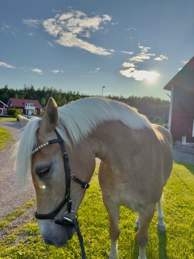 Inlägg 4 av Allround
