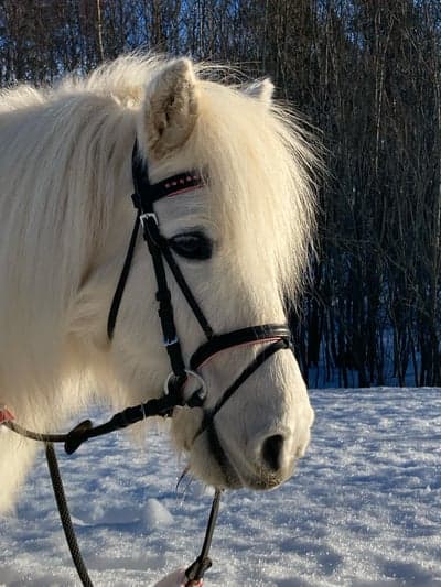 Inlägg 107 av Allround med titeln Fina polo❤️ har ni nåt bra ridshema att tipsa om för en shettis på 110cm 