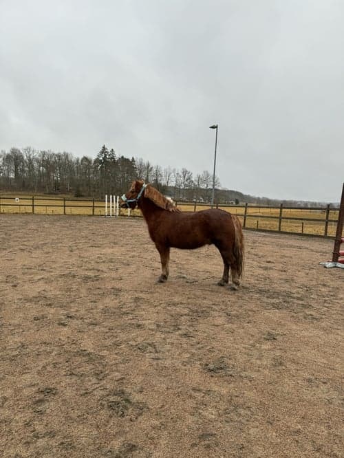 Bild av Världens finaste Rebus