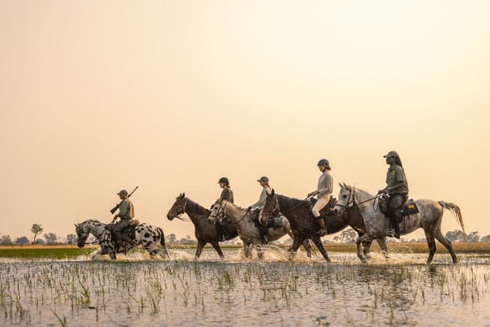 Media 1 av 7-nätters ridsafari i Okavangodeltats unika vildmark klar