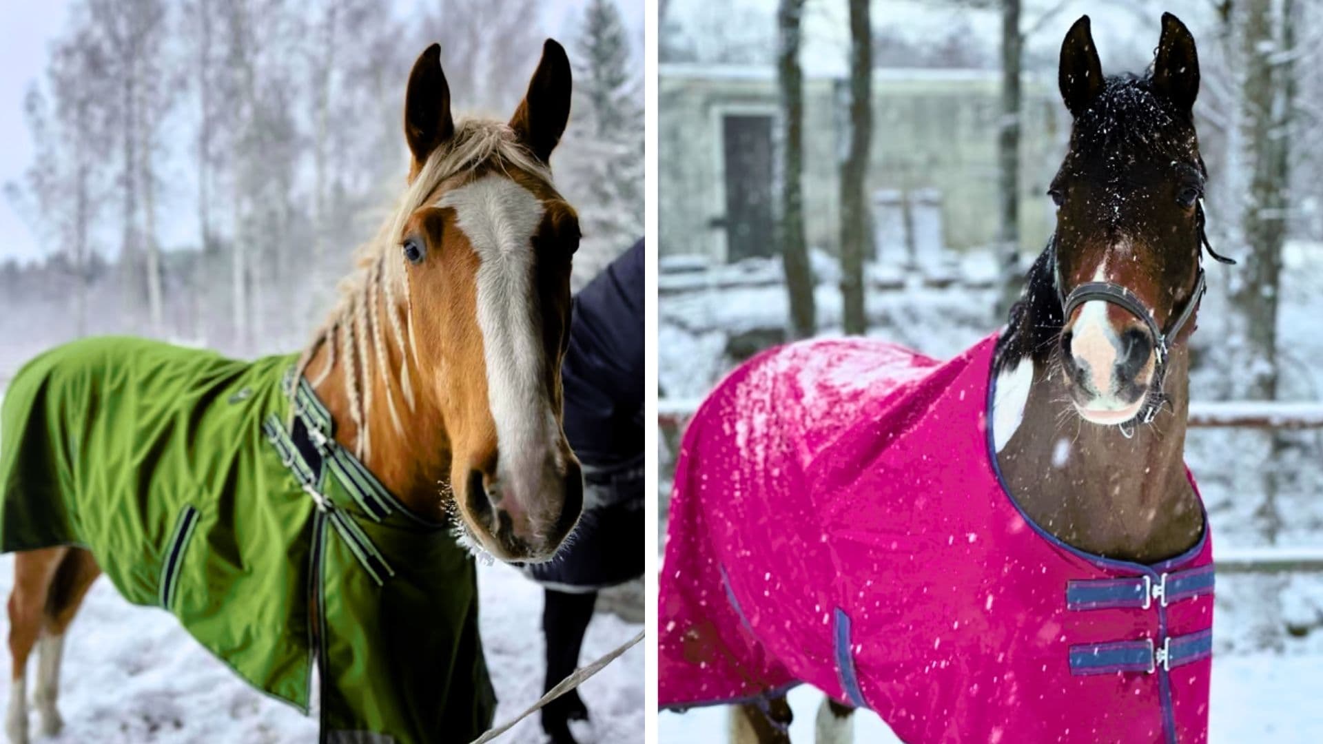 Nice winter cover horse