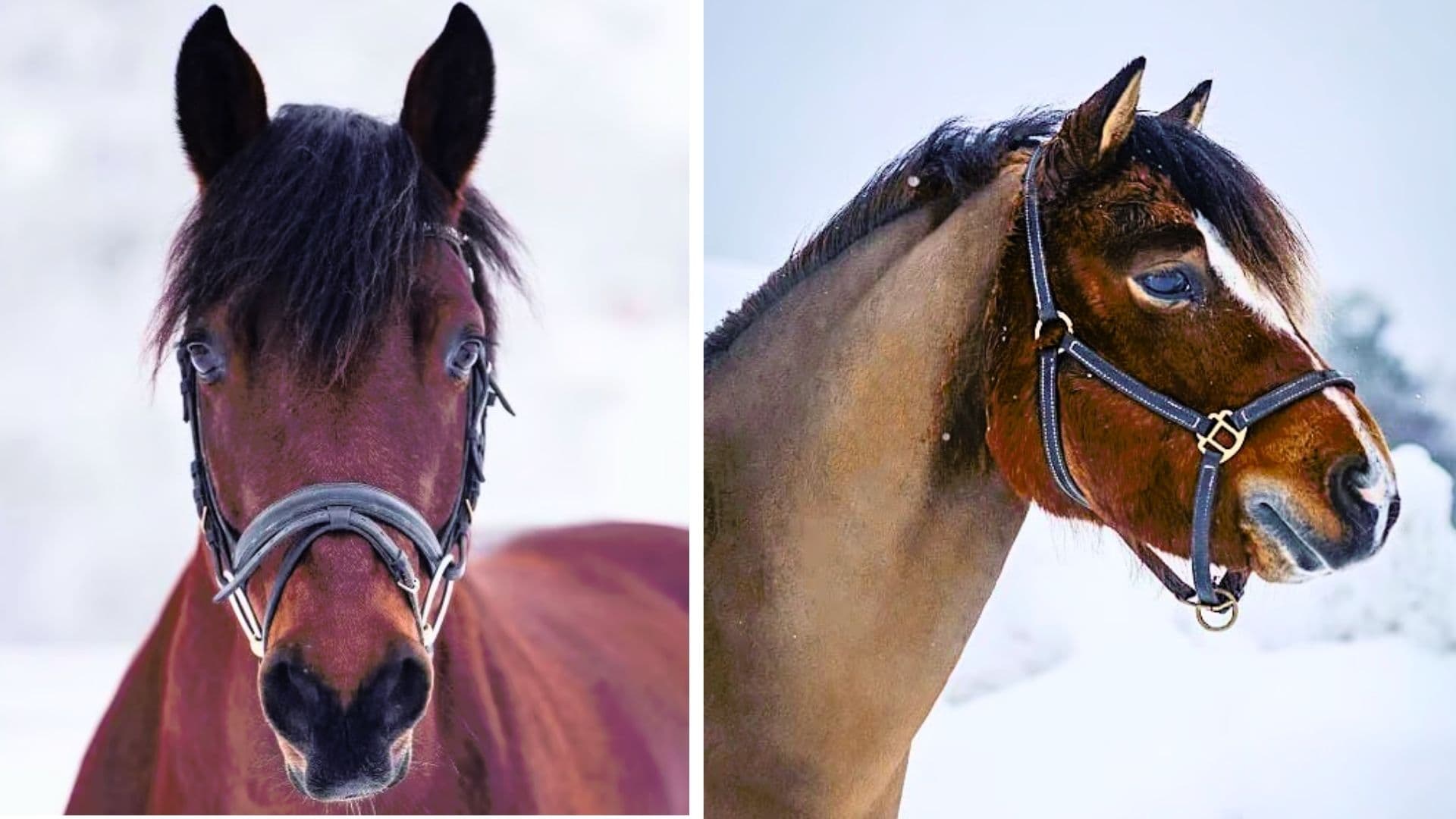 Winter horse portrait