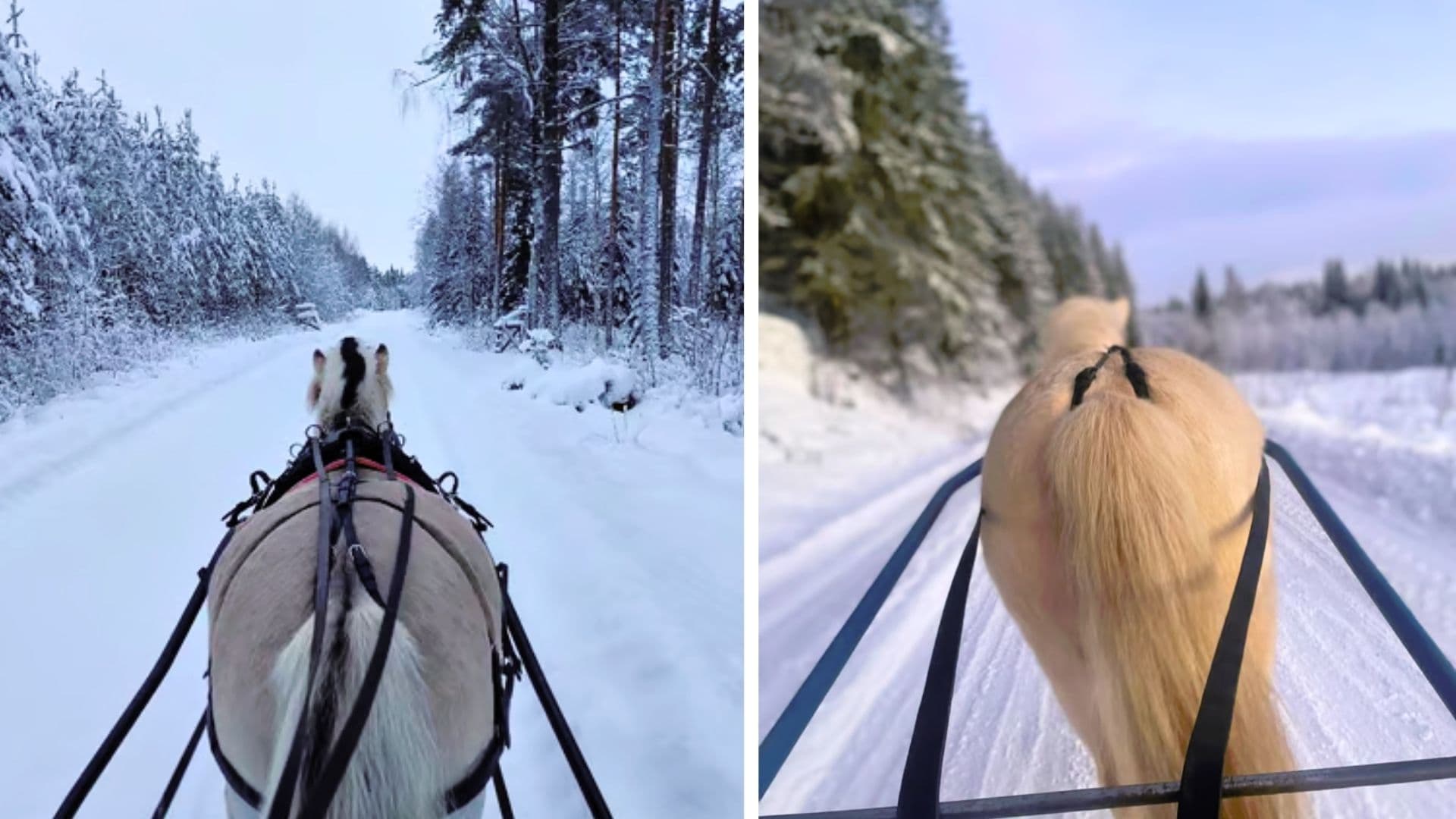 Horse Driving in Winter