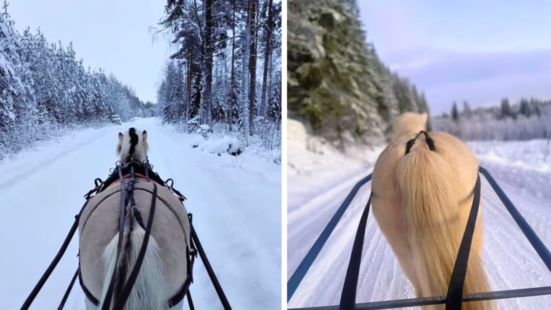 körning med häst på vintern
