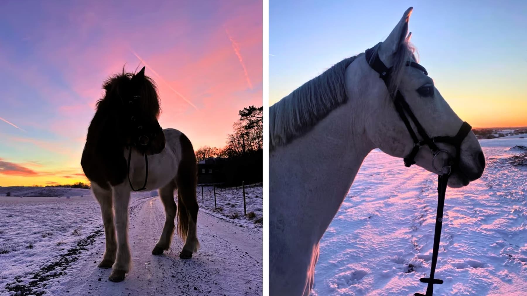 Solnedgång på vintern med häst