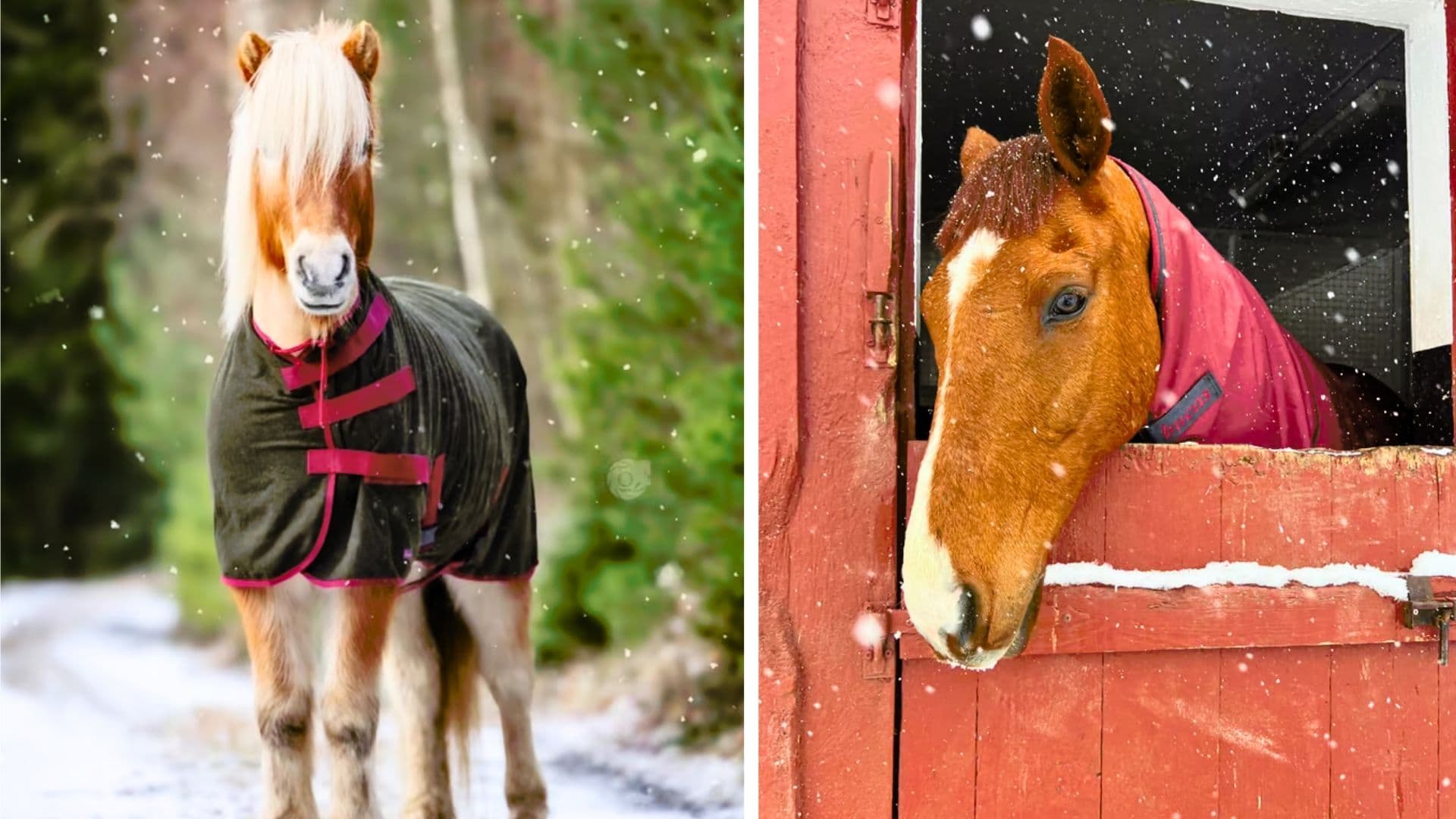 Fina hästar i snön