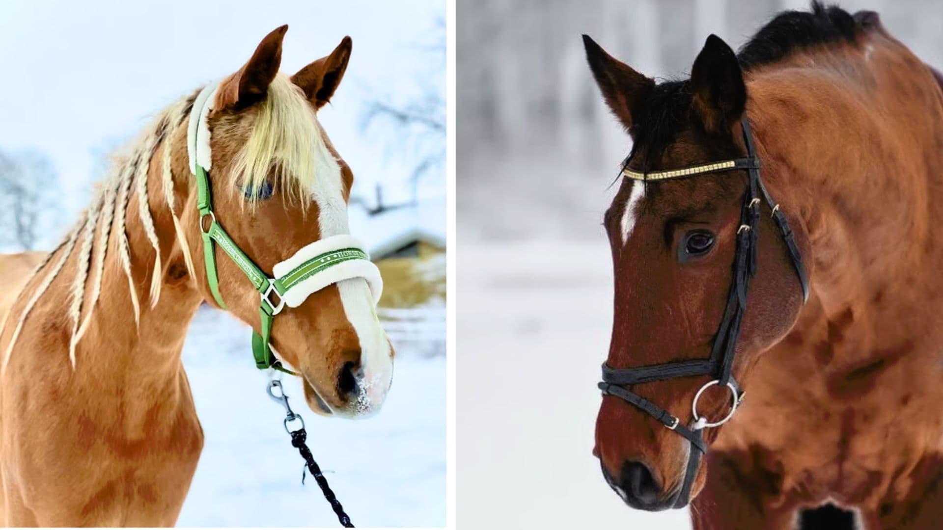 Winter Horse Portrait
