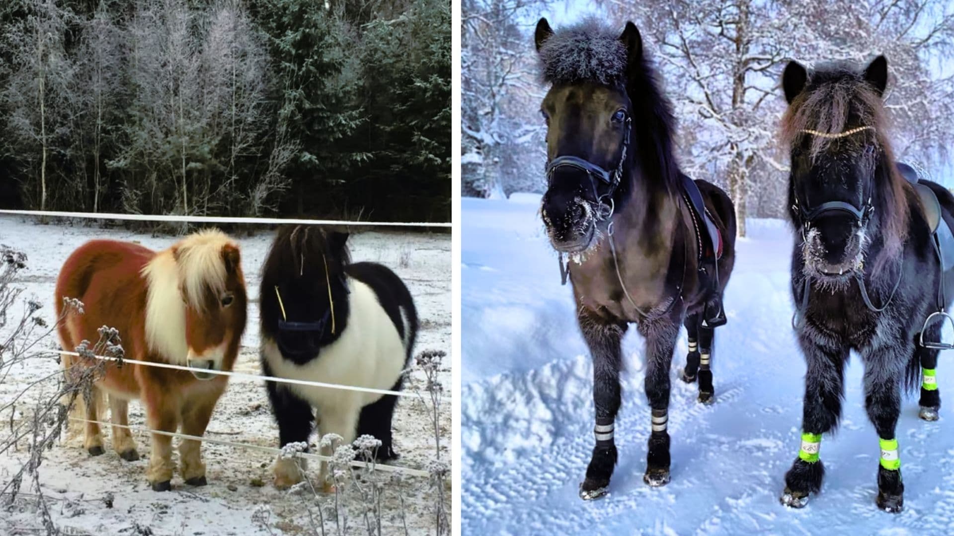The horse's winter coat