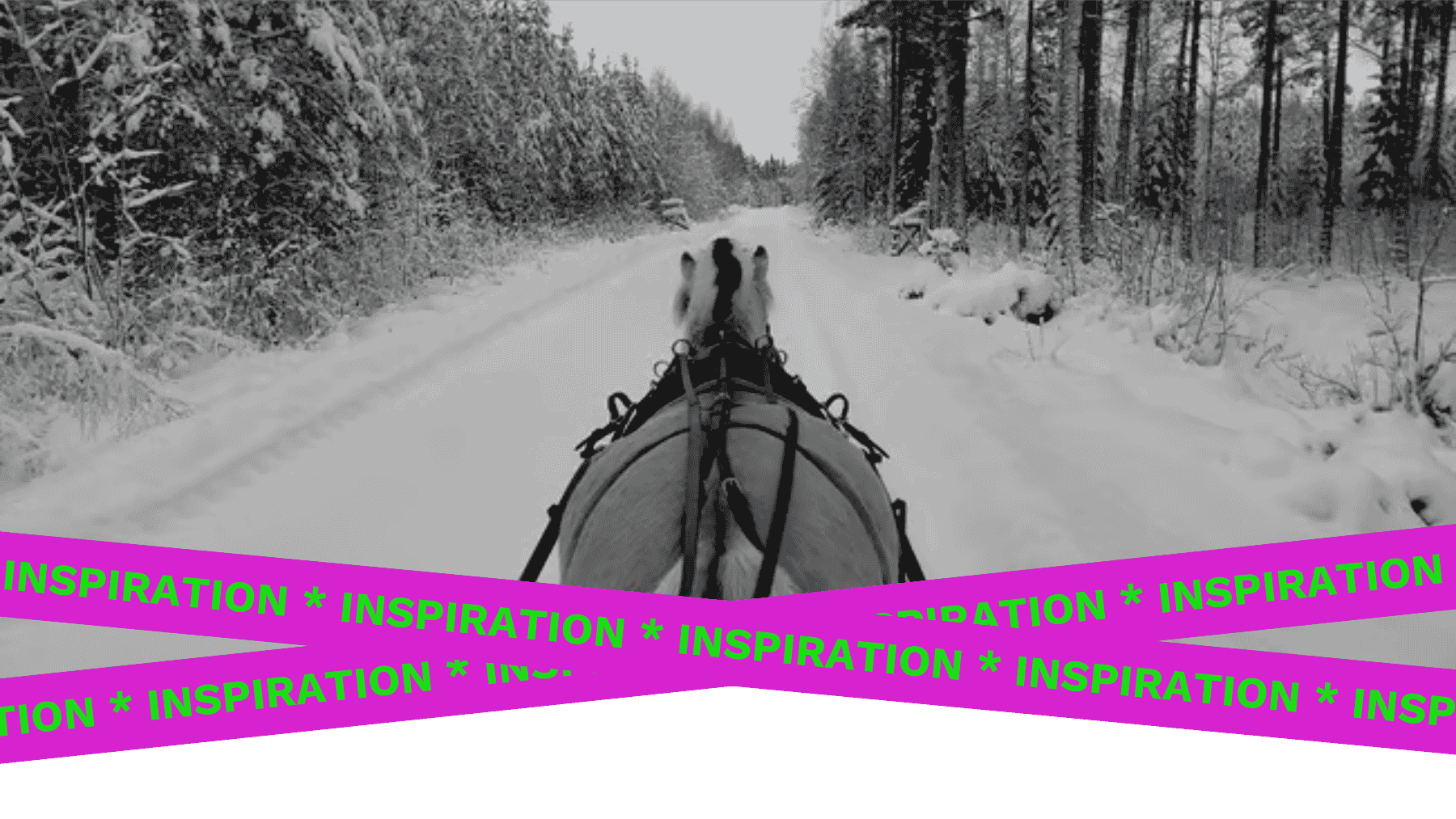 Beautiful winter horse photos on floccs