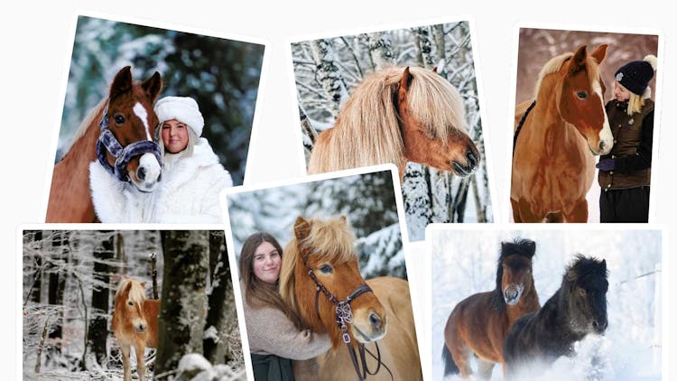 Fina vinterbilder med hästar på Floccs
