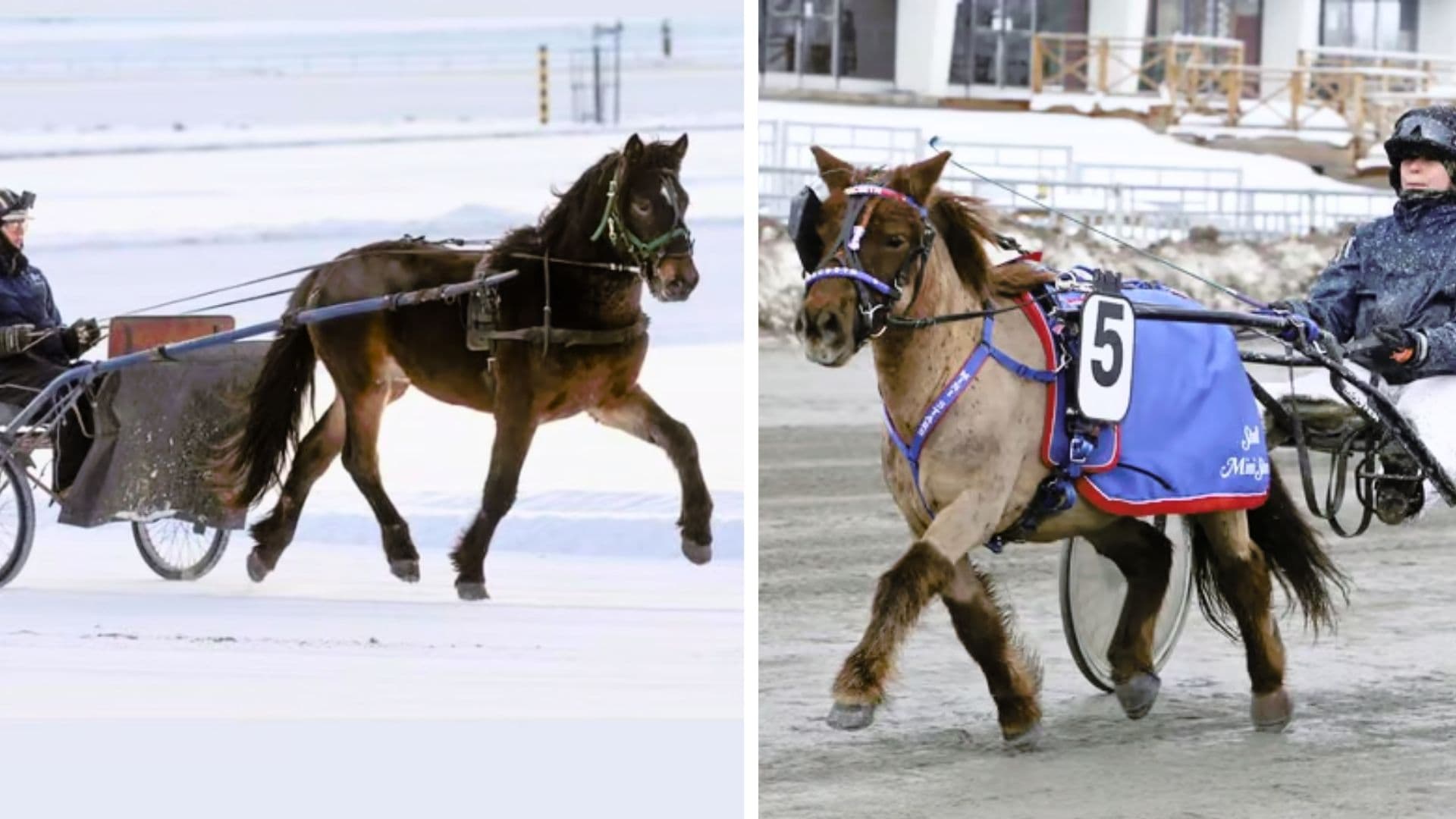 Harness Racing and Training in Winter
