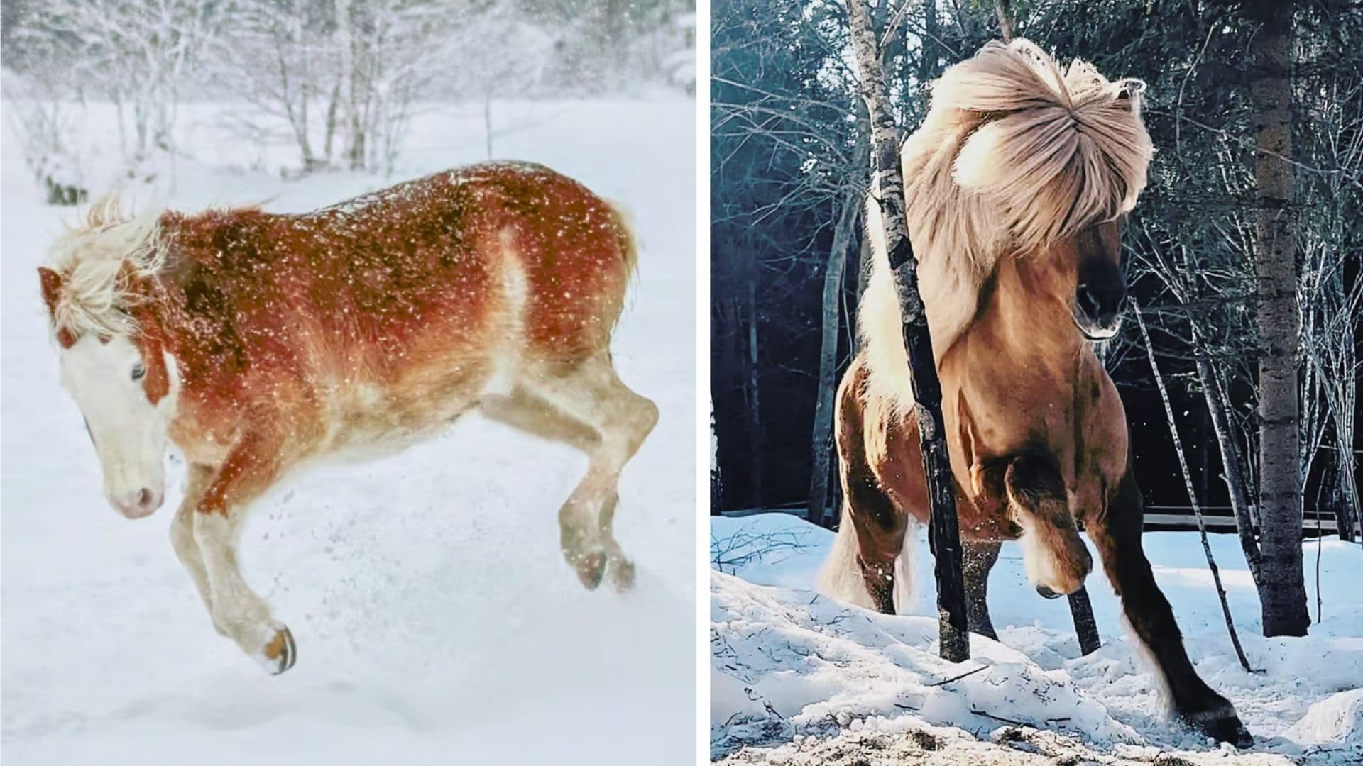 Winter Pictures with Beautiful Icelandic Horse