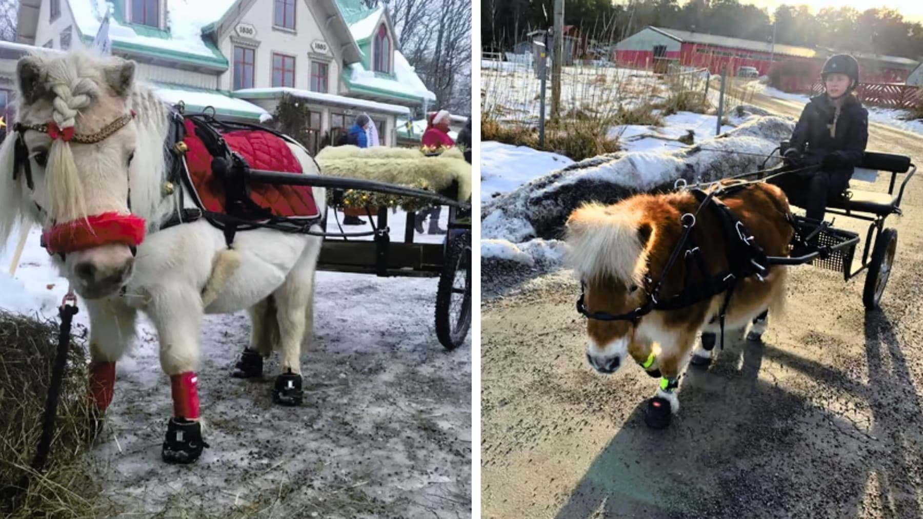 Driving training på vintern with small horses and ponies