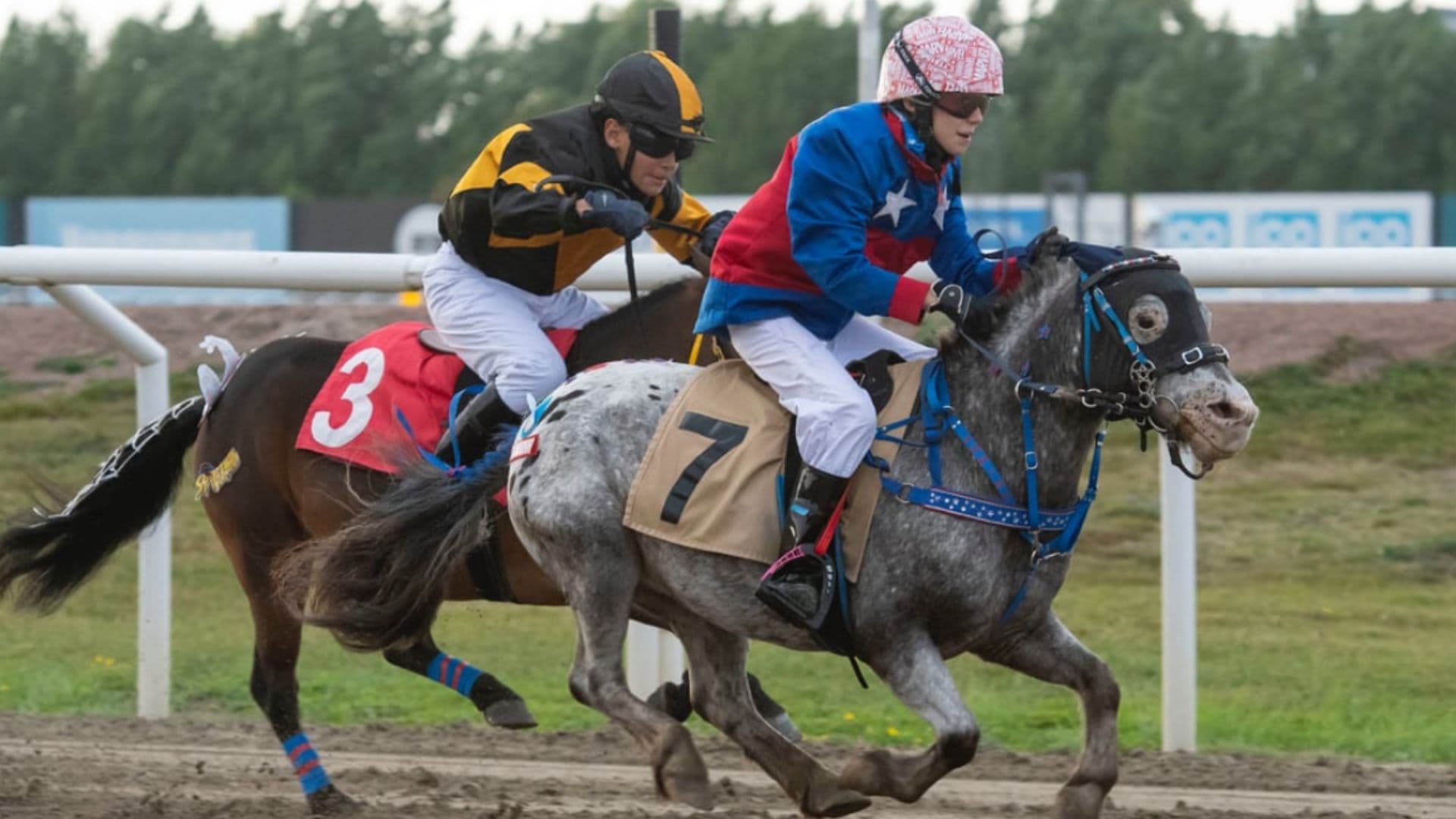 Hästarnas mästare ponnygalopp