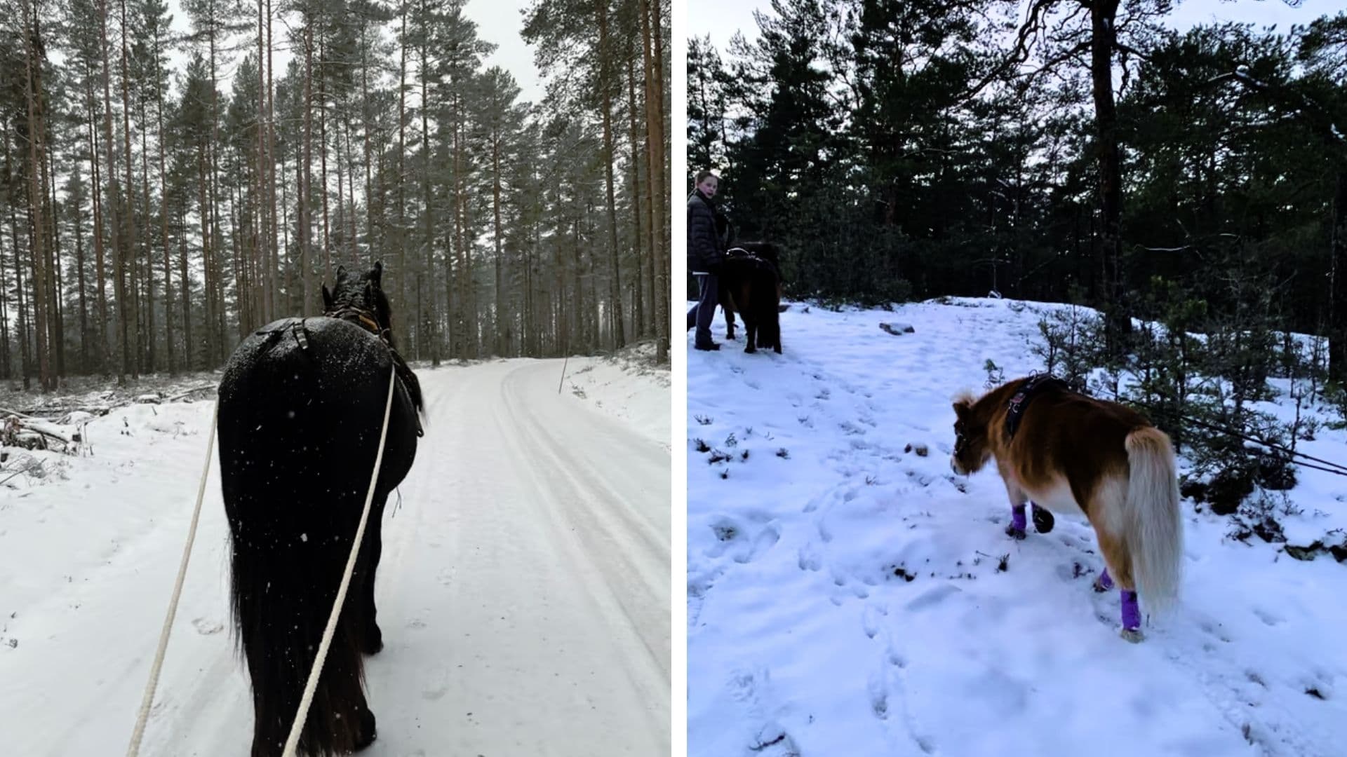 Long-reining with horses in winter. Long-reining in the snow.